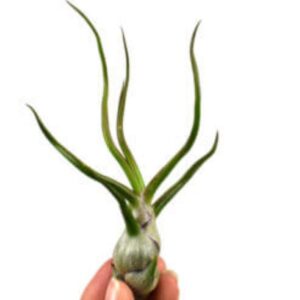 Αερόφυτο τιλάνσια bulbosa