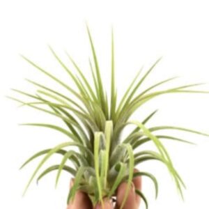 Tillandsia ionantha rubra