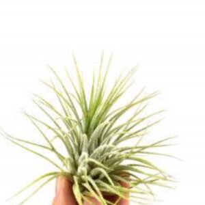 Αερόφυτο τιλάνσια ionantha green