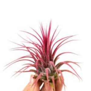 αερόφυτο τιλάνσια ionantha red