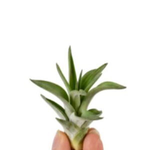 Tillansia abdita baby αερόφυτο