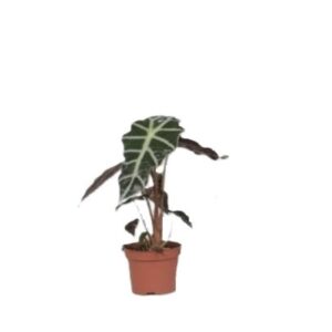 ΑΛΟΚΑΣΙΑ ΠΟΛΥ 35-40cm / Alocasia sp. Polly