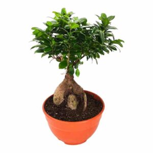 Φύκος bonsai τζινσενγκ σε πορτοκαλί γλάστρα