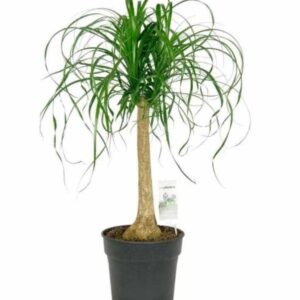 Μια γλάστρα Beaucarnea recurvata, κοινώς γνωστή ως Ponytail Palm, με μακριά, λεπτά, πράσινα φύλλα που καταρρέουν από έναν παχύ, ξυλώδη κορμό.