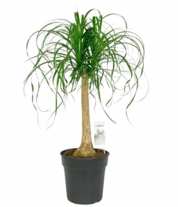 Μια γλάστρα Beaucarnea recurvata, κοινώς γνωστή ως Ponytail Palm, με μακριά, λεπτά, πράσινα φύλλα που καταρρέουν από έναν παχύ, ξυλώδη κορμό.