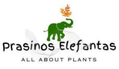 Prasinos Elefantas