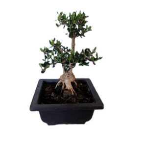 Ελιά bonsai, συμβολίζει την ειρήνη και την φιλία.