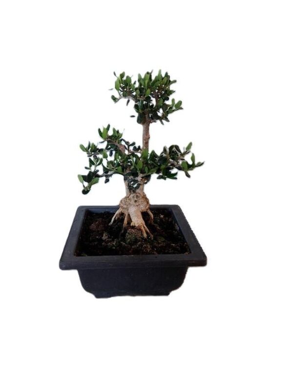 Ελιά bonsai, συμβολίζει την ειρήνη και την φιλία.