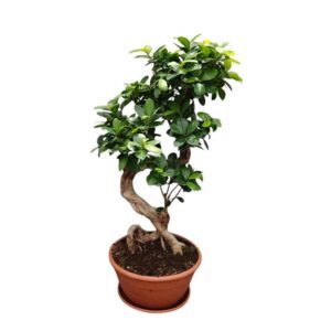 bonsai, χρησιμοποιουνται για να εκφράσουν αρμονία και ισορροπία,