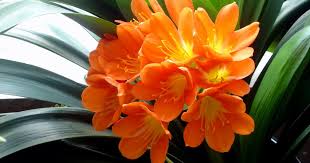 ΚΛΙΒΙΑ – Clivia Miniata - Image 3