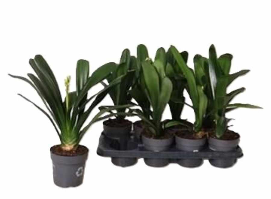 Κλίβια .Ανθοφόρο φυτό εξωτερικού χώρου με όμορφα κίτρινα ή πορτοκαλί λουλούδια