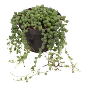 Σενέκιο string of pearls