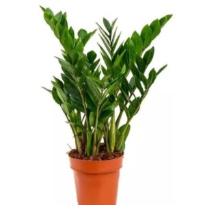 Φυτό Zamioculcas zamiifolia σε γλάστρα, γνωστό και ως Ζαμιοκούλκας, με γυαλιστερά πράσινα φύλλα σε όρθιους μίσχους σε καγέ γλάστρα σε λευκό φόντο.