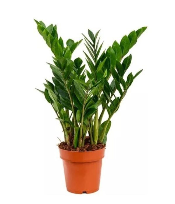 Φυτό Zamioculcas zamiifolia σε γλάστρα, γνωστό και ως Ζαμιοκούλκας, με γυαλιστερά πράσινα φύλλα σε όρθιους μίσχους σε καγέ γλάστρα σε λευκό φόντο.