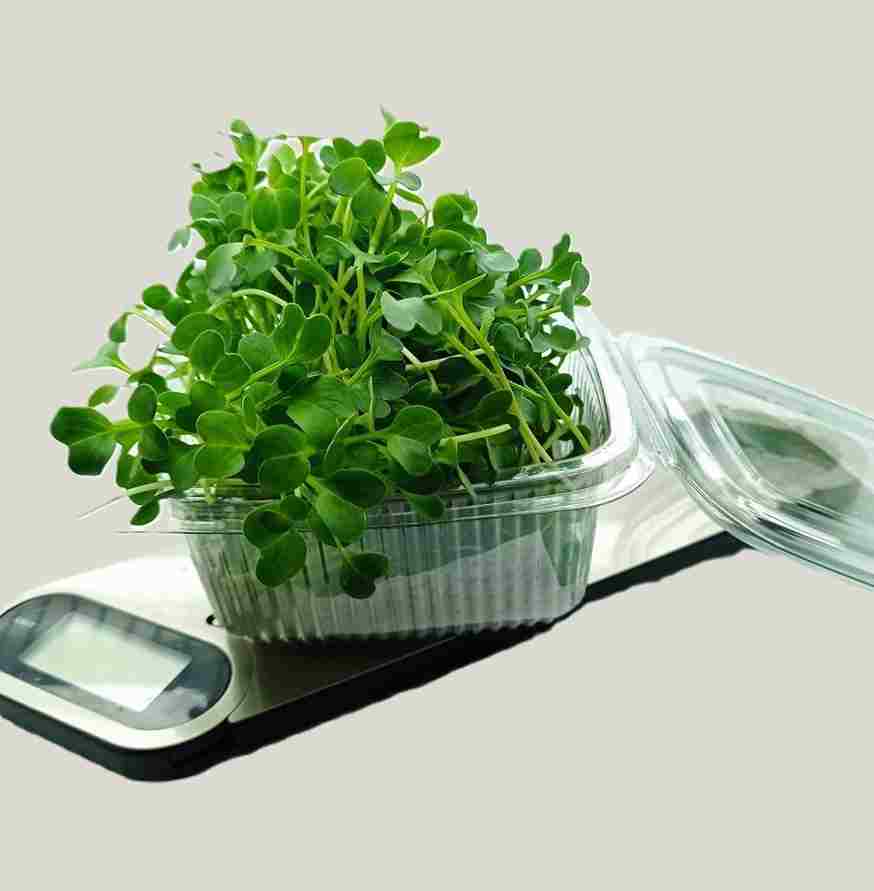 φύτρες μικρόφυτα, microgreens