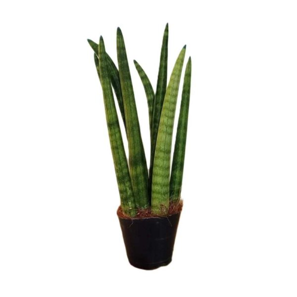 snake plant σε γλάστρες με ψηλά, όρθια, πράσινα φύλλα σε λευκό φόντο.