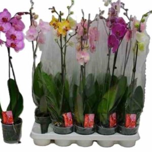 ΟΡΧΙΔΕΑ ΦΑΛΑΙΝΟΨΙΣ 1ΚΛΑΔΙ – Orchid sp. Phalaenopsis σε πολλά χρώματα