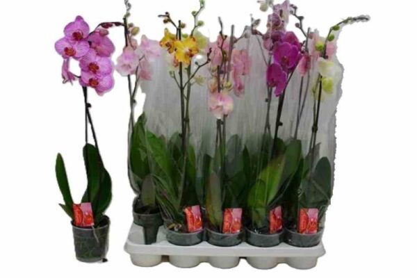 ΟΡΧΙΔΕΑ ΦΑΛΑΙΝΟΨΙΣ 1ΚΛΑΔΙ – Orchid sp. Phalaenopsis σε πολλά χρώματα