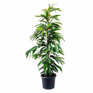 ΦΙΚΟΣ ΑΜΣΤΕΛ ΚΙΝΓΚ 90-95cm / Ficus sp. Amstel King