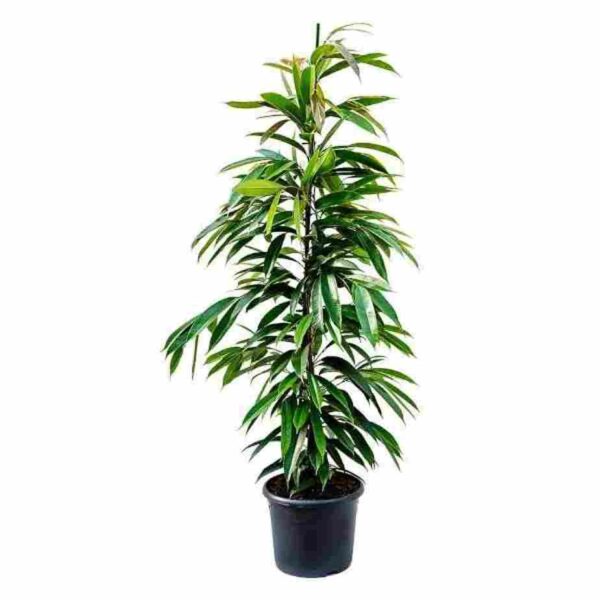 ΦΙΚΟΣ ΑΜΣΤΕΛ ΚΙΝΓΚ 90-95cm / Ficus sp. Amstel King