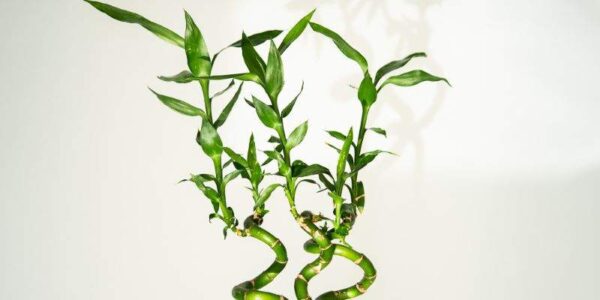 ΛΑΚΙ ΜΠΑΜΠΟΥ - Lucky Bamboo - Image 2