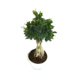 Φύκος bonsai τζινσενγκ σε λευκή γλάστρα