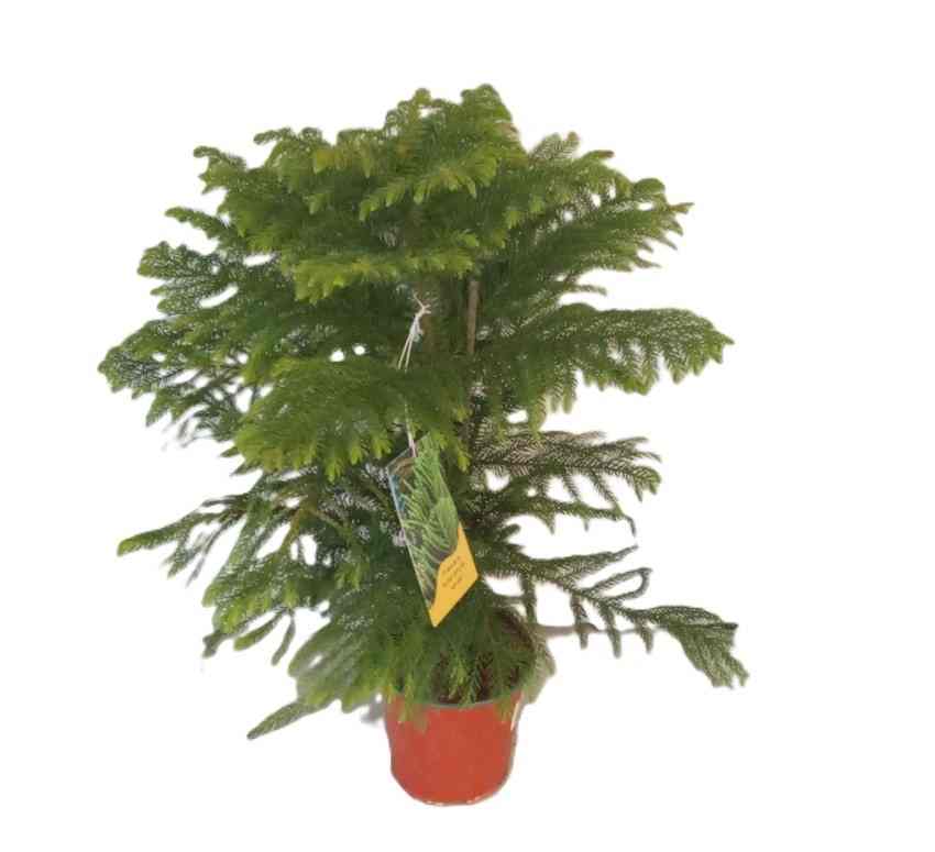 Αροκάρια Heterophylla 90-100cm ειναι ενα δεντρο σε σχημα πυραμιδας
