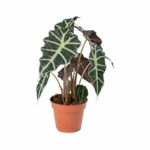 ΑΛΟΚΑΣΙΑ ΠΟΛΥ 45-50 cm / Alocasia sp. Polly