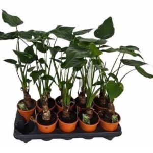 ΑΛΟΚΑΣΙΑ ΚΟΥΚΟΥΛΑΤΑ 55-60cm – Alocasia sp. Cucullata