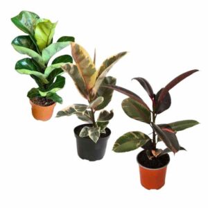 COMBO FICUS