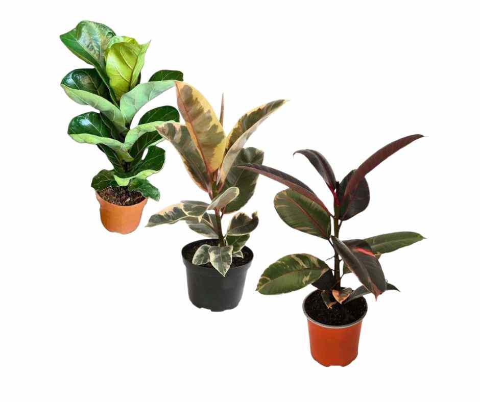 COMBO FICUS