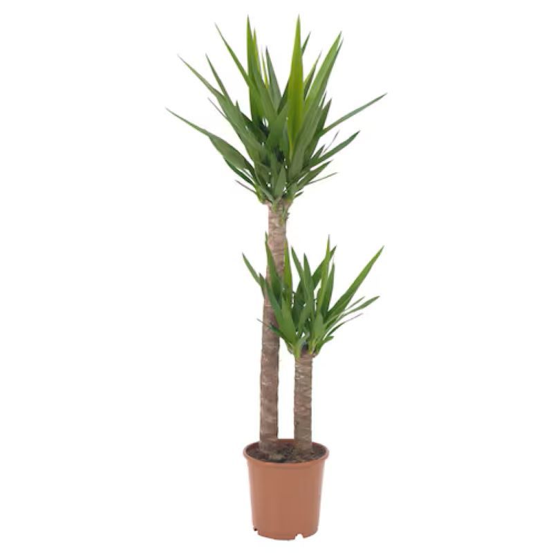 Γιούκα Yucca 2πλο 90-95cm