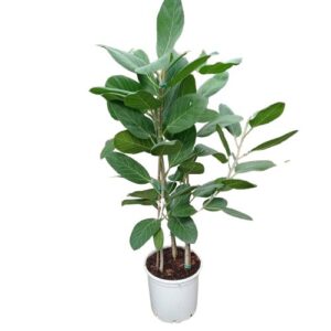 ΦΙΚΟΣ ΑΛΤΙΣΙΜΑ 3ΠΛΟ 150-160cm /  Ficus sp. Altissima