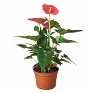 ΑΝΘΟΥΡΙΟ ΚΟΚΚΙΝΟ 60-65cm Anthurium Red