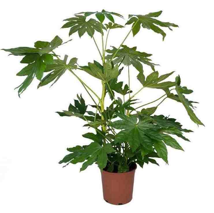 Αράλια Φάτσια Japonica 70-75cm