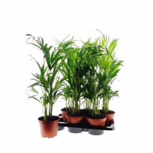 ΑΡΕΚΑ 55-60cm Areca Palm