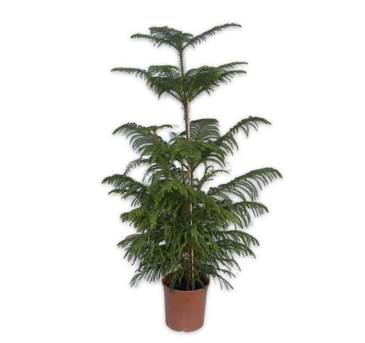 Αροκάρια Heterophylla 150-160cm