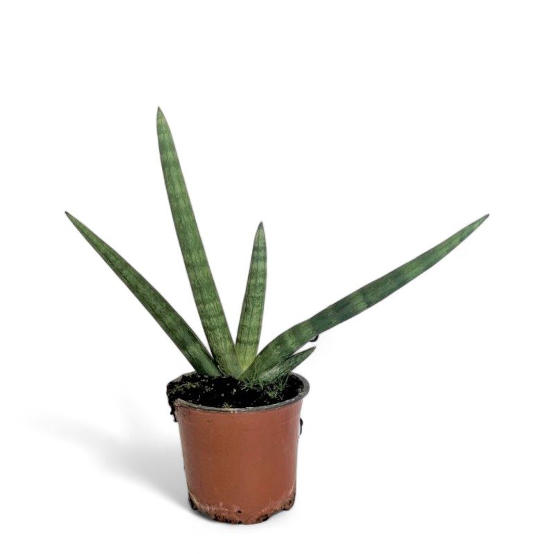 Σανσεβιέρια Cylindrica Boncel 25-30cm διακρίνεται για τα συμπαγή και όρθια φύλλα της