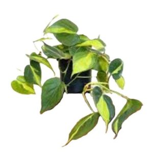 Plowmonii.ένα ιδιαιτερο φυλλόδεντρο με σκουρα φύλλα με λαχανι γραμμη στη μεση