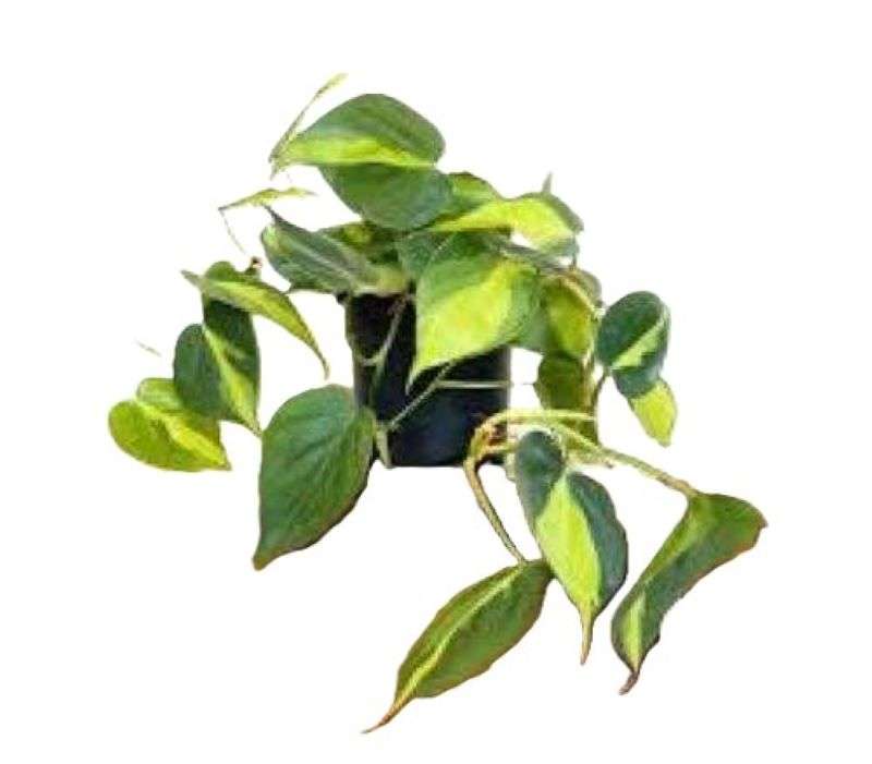 Φυλλόδεντρο Brazil 50-55cm