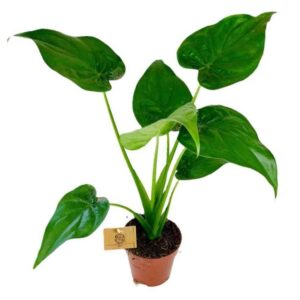 ΑΛΟΚΑΣΙΑ ΚΟΥΚΟΥΛΑΤΑ 75-80cm – Alocasia sp. Cucullata
