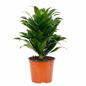 Το Dracaena compacta είναι ένα είδος φυτού εσωτερικού χώρου που προέρχεται από την Αφρική και είναι περιζήτητο λόγω της λεπτής ανάπτυξής του