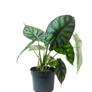 ΑΛΟΚΑΣΙΑ ΝΤΡΑΓΚΟΝ ΣΚΕΙΛ 35-40cm  Alocasia sp. Dragon Scale