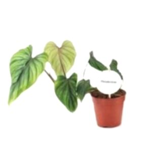 Σπάνιο μικρό φυλλόδεντρο με φυλλαράκια καρδούλες δε διάφορες αποχρώσεις του πράσινου