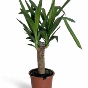 ΓΙΟΥΚΑ 65-70cm / Yucca