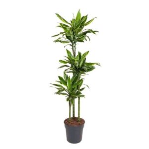 Dracaena Golden Coast είναι ένα τροπικό διακοσμητικό φυτό γνωστό για την ελκυστική του εμφάνιση και τις εύκολες απαιτήσεις φροντίδας.