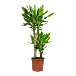 Dracaena Golden Coast είναι ένα τροπικό διακοσμητικό φυτό γνωστό για την ελκυστική του εμφάνιση και τις εύκολες απαιτήσεις φροντίδας.