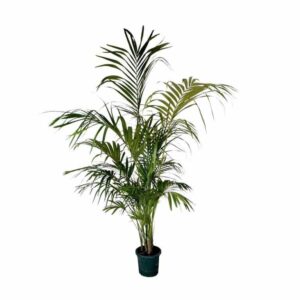 ΚΕΝΤΙΑ 140-150cm Howea Forsteriana