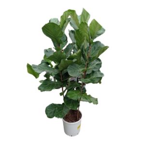 ΦΙΚΟΣ ΛΥΡΑΤΑ 3ΠΛΟ 150-160cm /  Ficus sp. Lyrata
