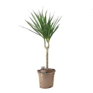 ΔΡΑΚΑΙΝΑ ΜΑΡΤΖΙΝΑΤΑ 65-70cm  Dracaena sp. Martzinata